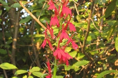 Cardinal-Flower